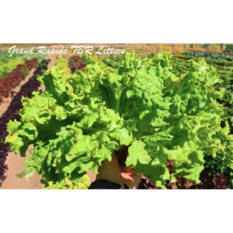 Grand Rapids TBR Lettuce Seeds, 1000 Heirloom Seeds Per Packet,
