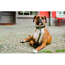 Genuine Leather White Dog Leash | 6' x 3/4" | Padded Handle | Thick, Strong & Lightweight | Solid Brass Hardware | Alpine Dog Leash by Angel Pet Supplies