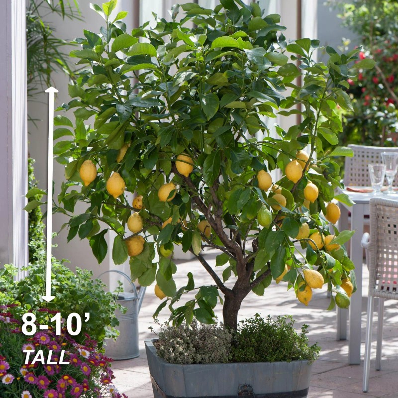 Garden State Bulb Meyer Lemon Tree - Live Citrus Plant