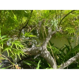 Unbranded 6 Japanese dwarf maple tree cuttings about 6" for rooting and grafting