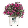 Proven Winners - Weigela florida Spilled Wine (Weigela) Shrub, pink flowers, #3 - Size Container