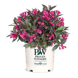 Proven Winners - Weigela florida Spilled Wine (Weigela) Shrub, pink flowers, #3 - Size Container