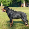 Beebiepet Heavy Duty Tactical Dog Harness for Large Dogs, No