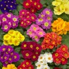 Outsidepride Danova Grower Mix Common Primrose Seeds - 50 Pcs