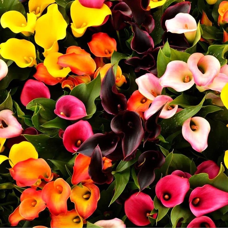 100Pcs Calla Lily Seeds Beautiful Flowers
