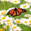 The Old Farmer's Almanac Daisy Seeds (Shasta Alaska) - Approx