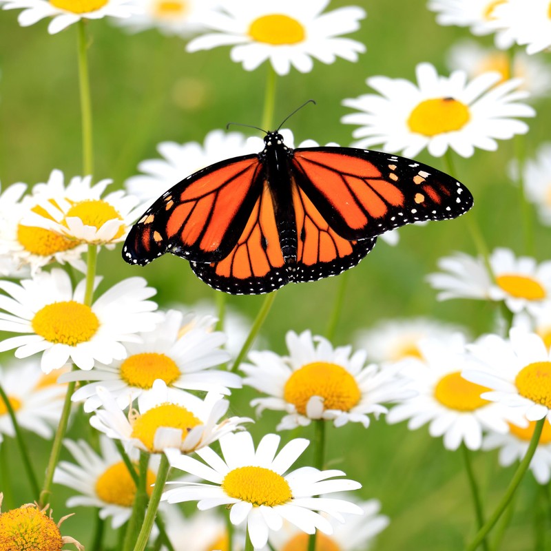 The Old Farmer's Almanac Daisy Seeds (Shasta Alaska) - Approx