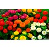 SeedsUP - 100+ Zinnia Elegans Liliput Dwarf Mix - Flower