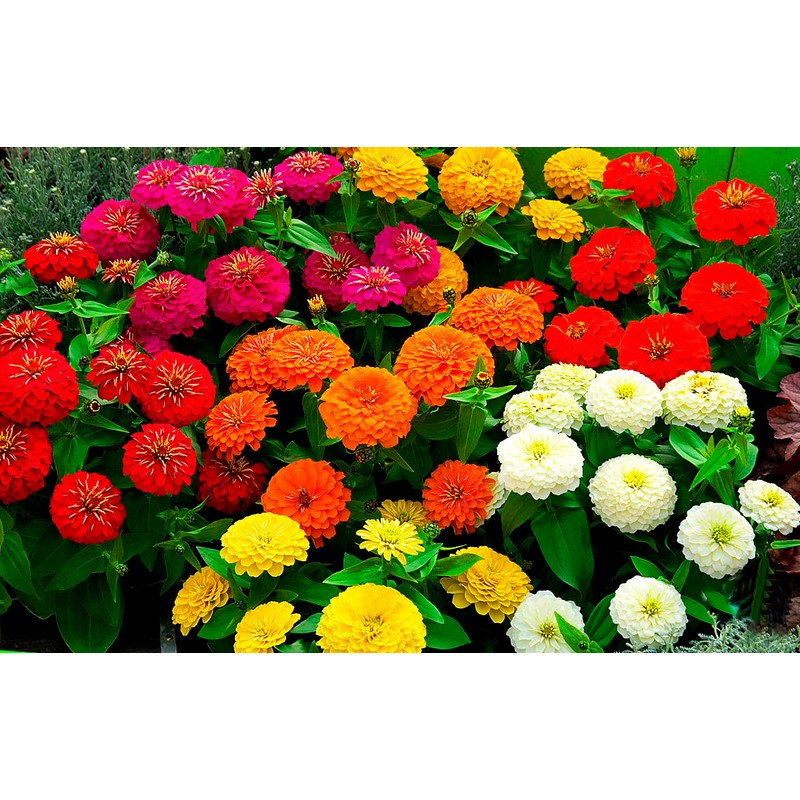 SeedsUP - 100+ Zinnia Elegans Liliput Dwarf Mix - Flower