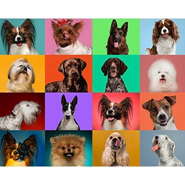CVPuzzles Doggy Faces 504 Piece Jigsaw Puzzle 16" X 20"