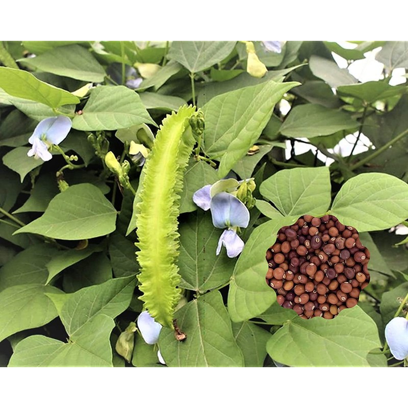 10 Winged Bean Seeds for Planting - Easy to Grow