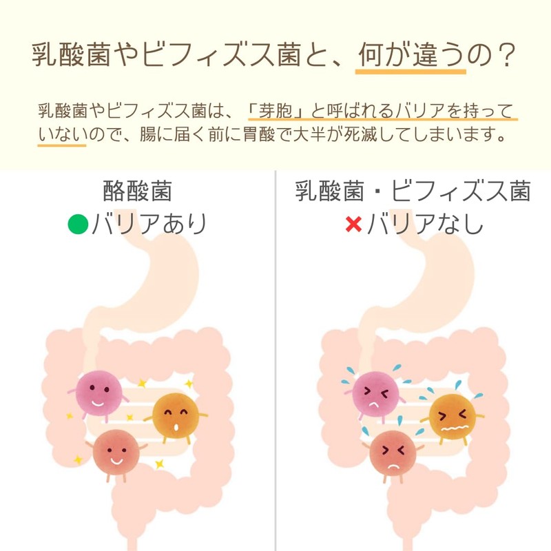 SALBEL 【菌活サポート】 酪酸菌入り 青汁 粉末 30包 九州産 大麦若葉 香料 着色料