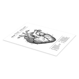 The Heart Chart (Vintage, English) Poster by Vintage Educational Collection 20x30cm Black and White Wall Pictures Wall Decor
