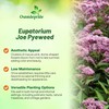 Outsidepride Joe Pyeweed Eupatorium Seeds - 5000 Pcs Easy to