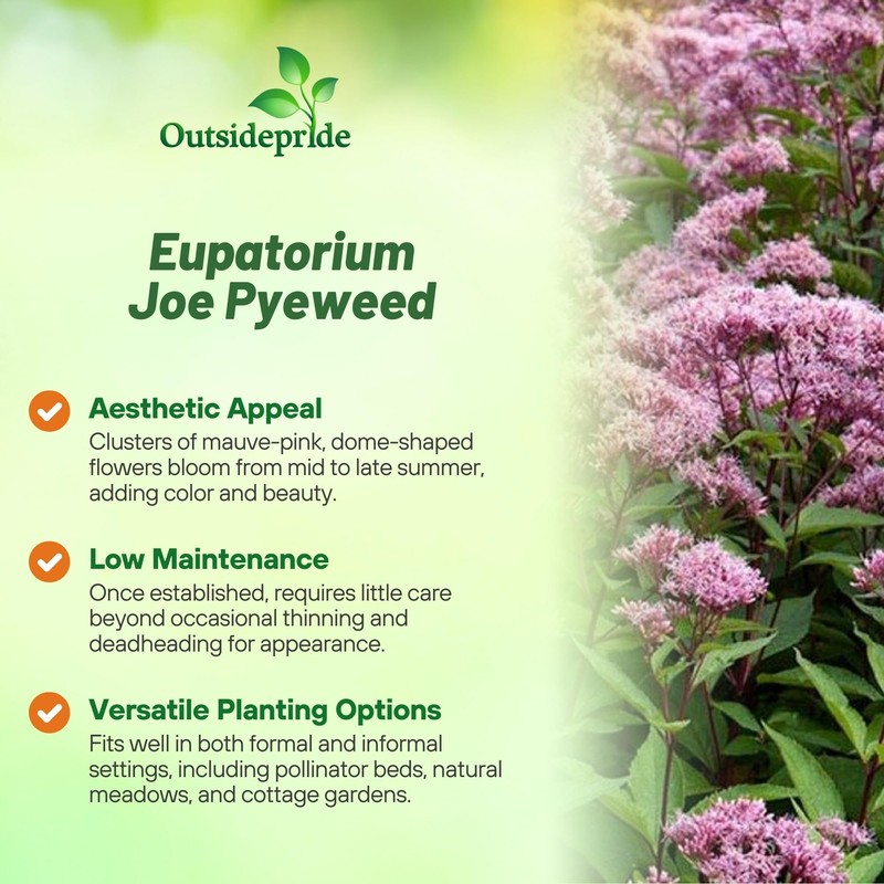 Outsidepride Joe Pyeweed Eupatorium Seeds - 5000 Pcs Easy to