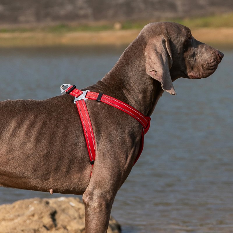 EXCELLENT ELITE SPANKER Reflective Nylon Dog Vest Harness EVA Padded