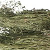 Donguihanjae 동의한재 국산 햇 비단풀 땅빈대 300g Korean Domestic Fresh