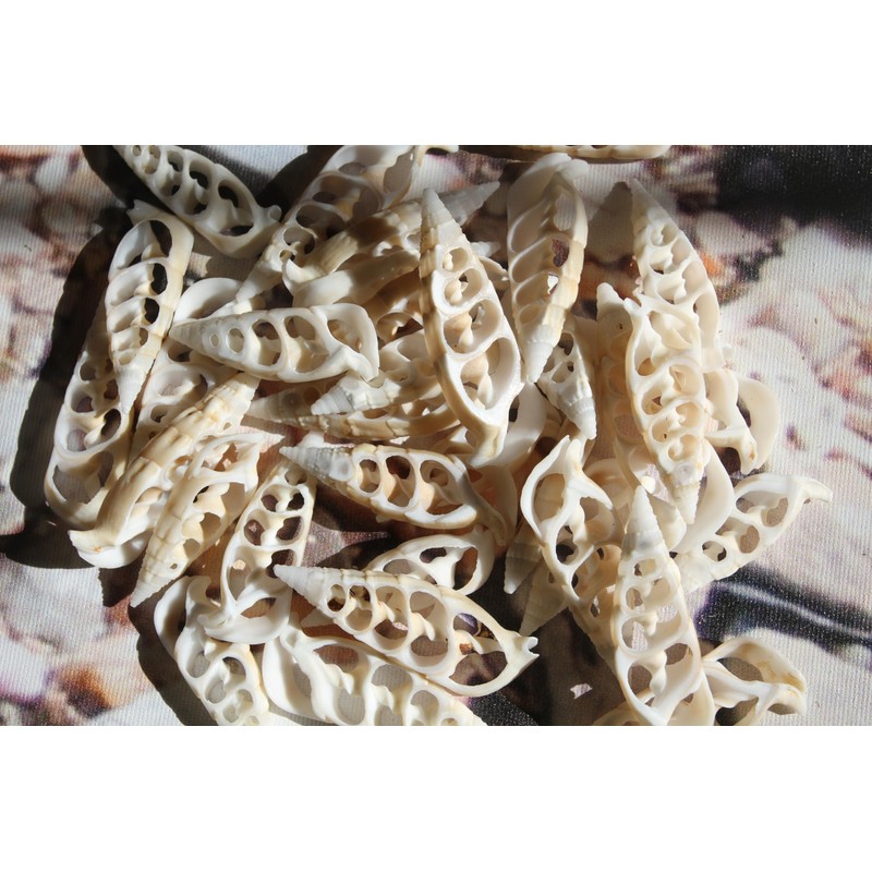 10pc Natural Cerithium Vertagus Seashells, Sliced Cut, 1.5-2 inch, White