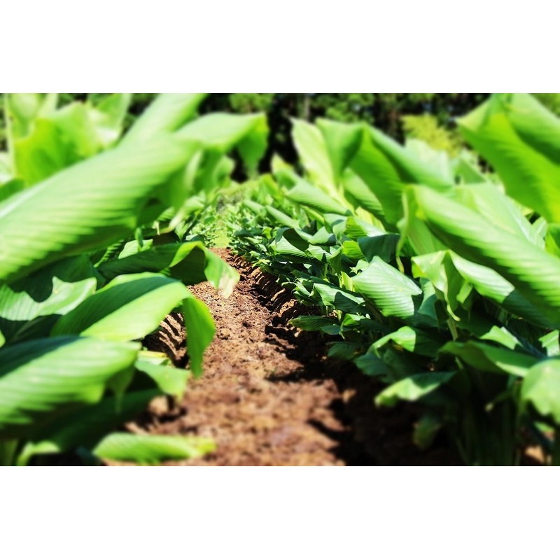 屋久島 Spring Turmeric Powder G