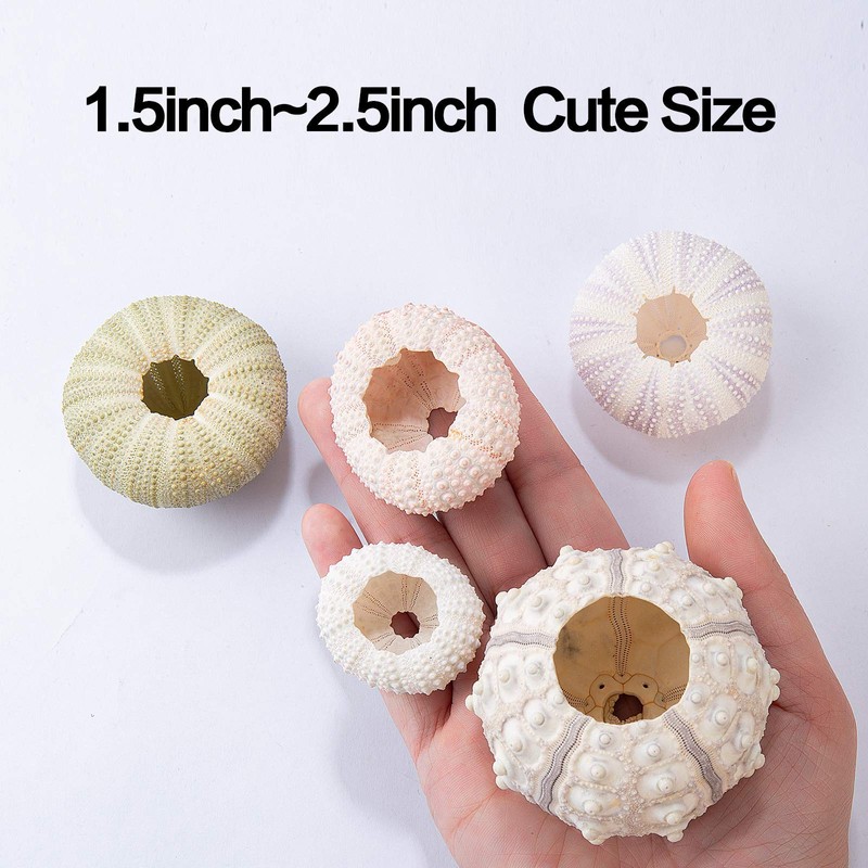 5 Pack Mini Sea Urchin Shell Hanging Pot- Decorative Hanging