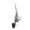 Hetzi Juniper - 10 Live Plants - Juniperus Chinensis -