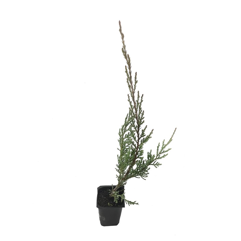 Hetzi Juniper - 10 Live Plants - Juniperus Chinensis -