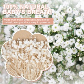50 PCS Ivory White Pressed Dried Baby's Breath Flowers Bulk - 100% Natural 5'' Flat Real Dry Mini Gypsophila Flower Branches for Wedding, Hair Accessory, DIY Floral Resin Art, Home Party Decor
