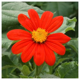 Everwilde Farms - 1 Oz Mexican Sunflower Wildflower Seeds - Gold Vault
