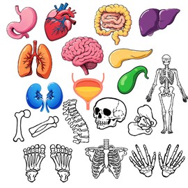 16 cartoon human skeleton organ cards scientific suit human anatomy body parts organ decoration