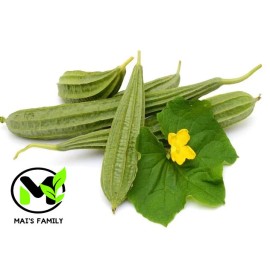 Mai's Family Angled Luffa Seeds - Ridged  Sponge Gourd  Mướp Khía USA - 10