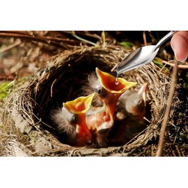 FULAIERGD 20/50 ml Baby Bird Parrot Manual Feeding Syringe Set with 6 Curved Gavage Tubes and Stainless Steel Metal Feeding Spoon (50 ml)