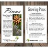 Pinus patula (Mexican Weeping Pine) Tree Seed, Light Green Needles,