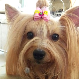 PET SHOW Pet Cat Puppy Topknot Dog Hair Bows with Rubber Bands Grooming Accessories Assorted Colors Pack of 100