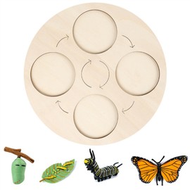 Insects Life Cycle Kit Stages of Insect with Wooden Tray Educational School Project for Kids Teaching Tools for Students