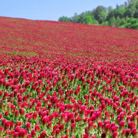 Crimson Clover Seeds – 1/4 lb (~11,600 Seeds) for Cover Crops, Wildlife Forage, Pasture, Hay, Pollinator Attraction, Green Manure & More – Legume Clover Seeds for Planting