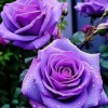 White 20pcs "FALL IN LOVE" Rose Seeds - Fast Germination,