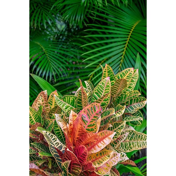 Palm fronds and Croton plants by Lisa S. Engelbrecht -