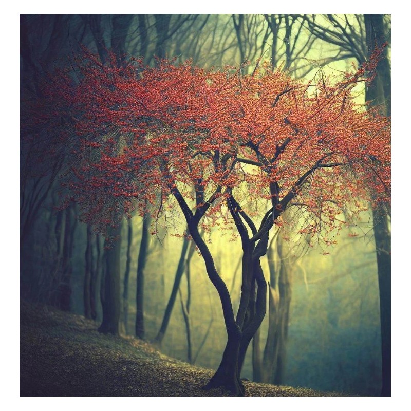 MySeeds.Co Cornus mas (Cornelian Cherry) Shrub Seeds, Early Bloomer -