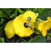 25 Yellow Bush Scallop Summer Squash Seeds for Planting. Non