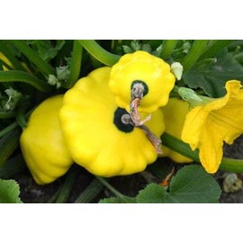 25 Yellow Bush Scallop Summer Squash Seeds for Planting. Non GMO and Heirloom. 2.5 Grams of Seeds. Garden Vegetable Survival