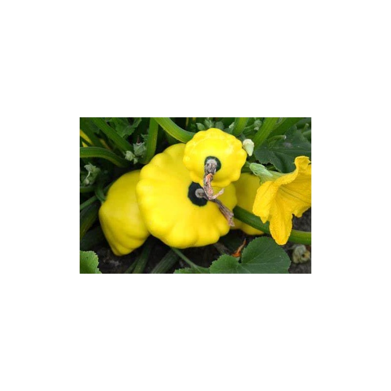 25 Yellow Bush Scallop Summer Squash Seeds for Planting. Non