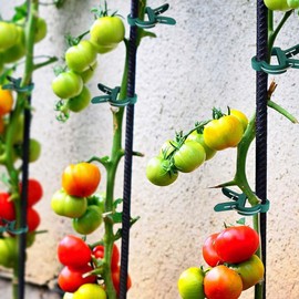 100PCS Plant Support Clips, Reusable Plant Vine Clips, Gentle Flower Plant Clamps for Supporting Climbing, Gardening Lever Loop Gripper Help Stems Grow Straight Upright