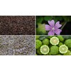 TESIS LADY EARL GRAY, TE NEGRO, PETALOS DE MALVA, LAVANDA,