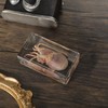 Taxidermy Squid Insect in Resin, 2.9 x 1.6 x 1
