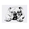 'Bulldog Laying Down Front View' Temporary Tattoo - Water Resistant,