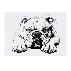 'Bulldog Laying Down Front View' Temporary Tattoo - Water Resistant, Skin-Safe, Non-Toxic Transfer (TO00082697)