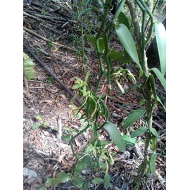 Real Bourbon Vanilla Beans (Pack of 10) 100% Natural from Madagascar, Gourmet Premium Quality 18-20 cm, Double Vacuum Packed, Fresh, Direct from Vanilla Farmers