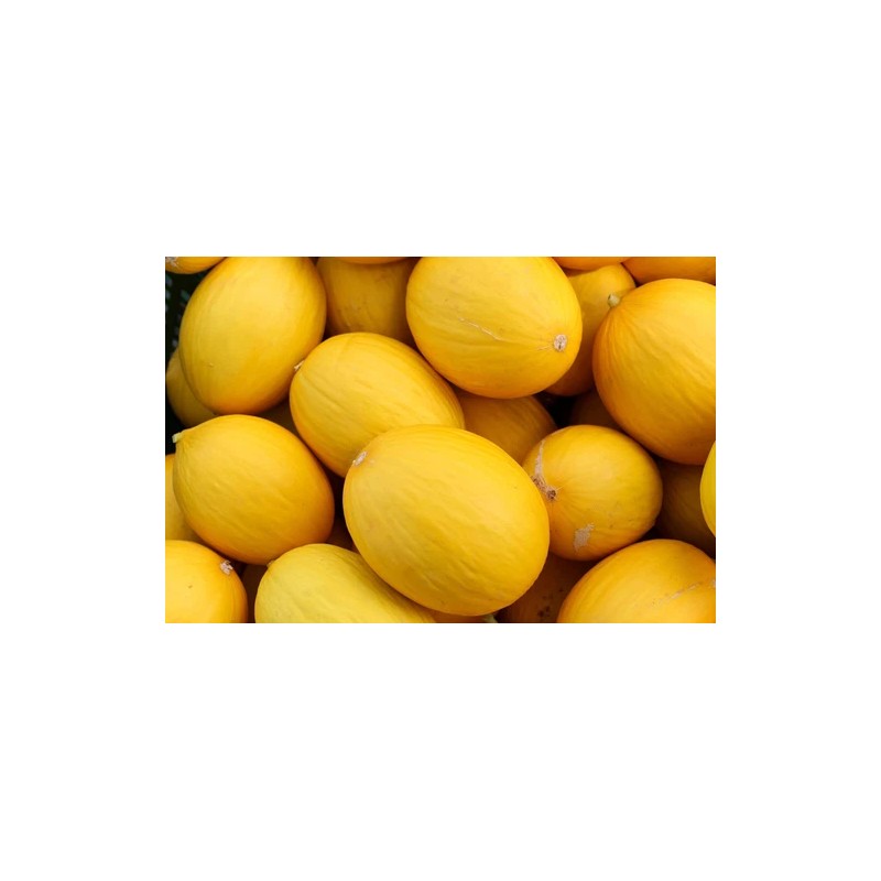 Does Not Apply Canary Melon Seeds Cucumis melo Non-GMO, Shipped