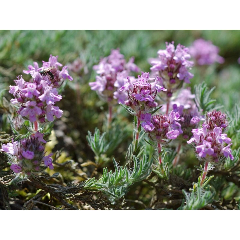 NIKA SEEDS - Herbs Thyme Garden Common Heirloom - 500