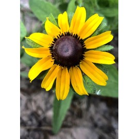 Flowers 500 + Rudbeckia Seeds- Black Eye Susan . Perennials. Beautiful! Flowers !